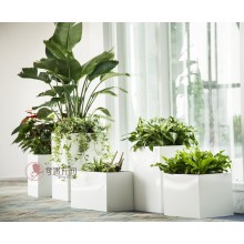 專注室內(nèi)綠植服務(wù)8年，綠植租賃，免費(fèi)養(yǎng)護(hù)，一站式商務(wù)空間